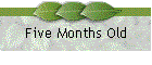 Five Months Old