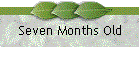Seven Months Old