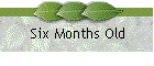 Six Months Old