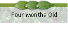 Four Months Old